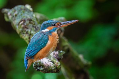 Kingfisher Alcedo bu dalda oturan güzel renkli bir kuş..