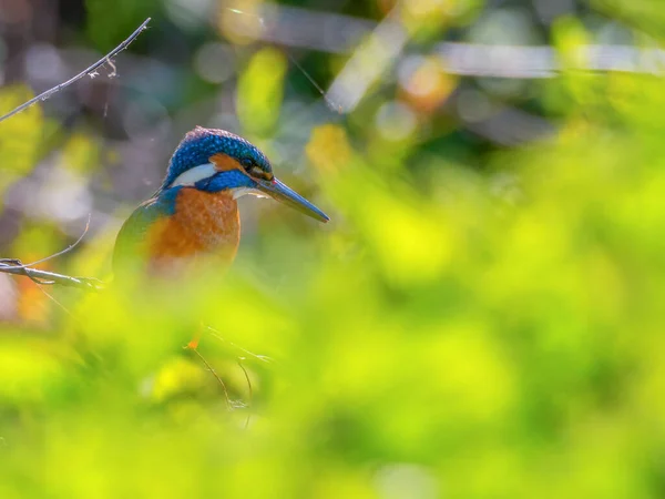 Kingfisher Alcedo Dalda Oturan Güzel Renkli Bir Kuş — Stok fotoğraf