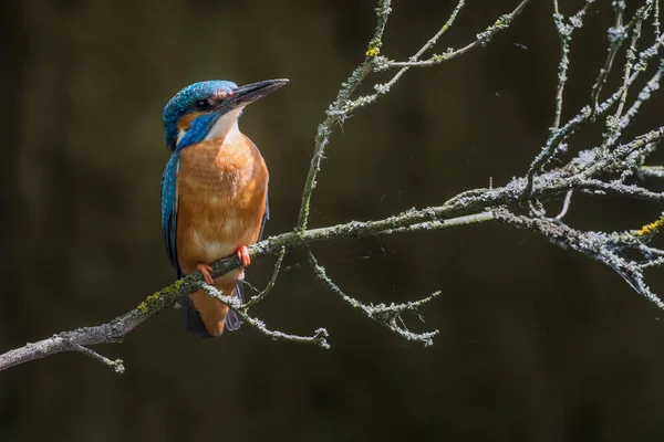 Kingfisher Alcedo Dalda Oturan Güzel Renkli Bir Kuş — Stok fotoğraf