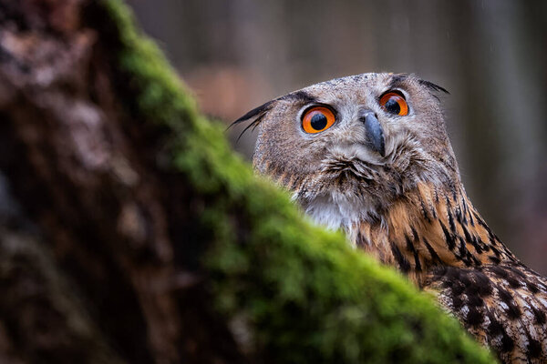 A Eurasian Eagle Owl Bubo bubo sitting in the beautiful background.