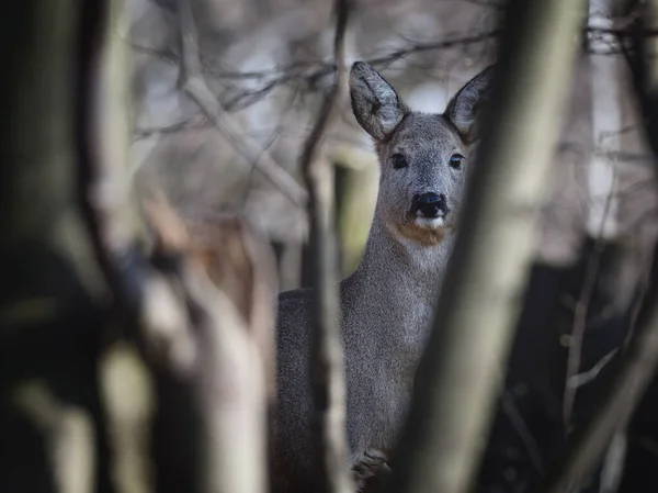 夏の間の緑の牧草地でかわいいカプレオラスのカプレオラス — ストック写真