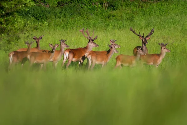 夏の間の緑の牧草地でかわいいカプレオラスのカプレオラス — ストック写真