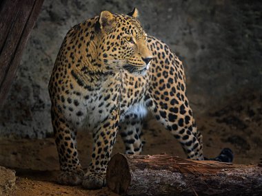 Karanlık arka planda leopar portresi.