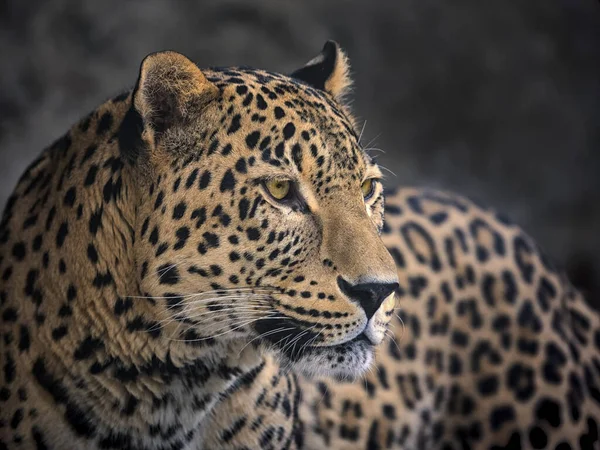 Ritratto Leopardo Sullo Sfondo Scuro — Foto Stock