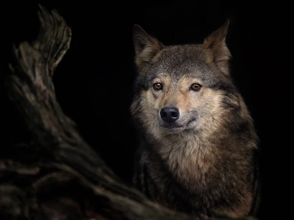 Eurasiatisk Varg Canis Lupus Alpha Hane Våren Europeiska Skogen Stirrar — Stockfoto