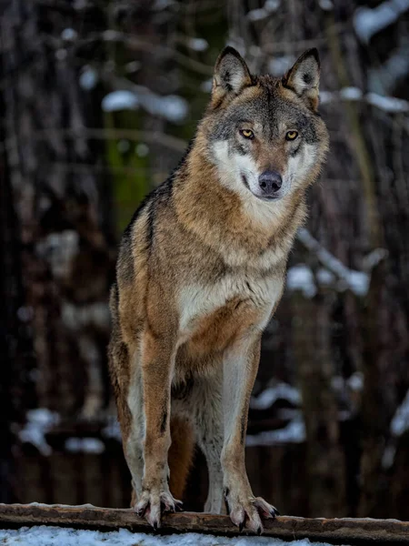 Loup Eurasien Canis Lupus Mâle Alpha Dans Forêt Européenne Printanière — Photo