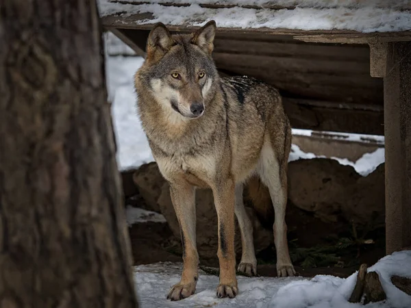 Loup Eurasien Canis Lupus Mâle Alpha Dans Forêt Européenne Printanière — Photo