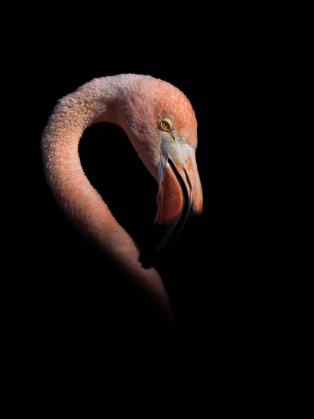 Pink Flamingo Black Background Close — Stock Photo, Image