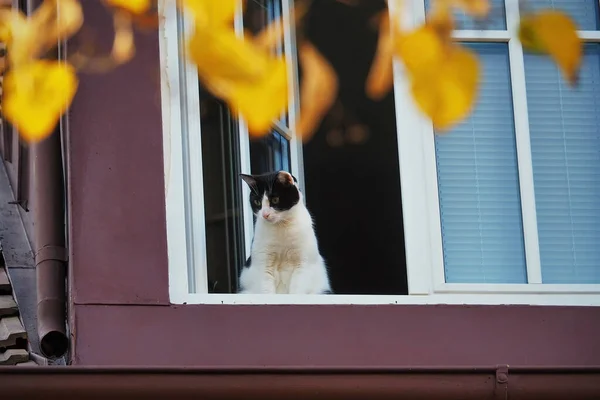猫坐在房子的窗上 望着街道 — 图库照片