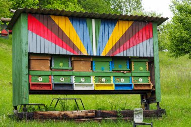 Yeşil çayırdaki arılar ve arılar.