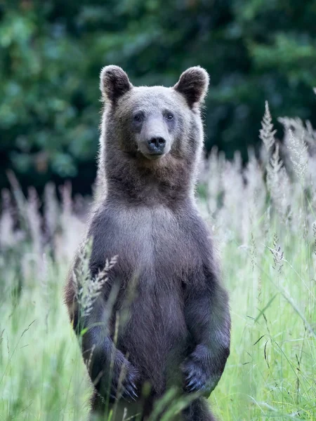 Big Brown Bear Looks Camera — Stock Photo, Image