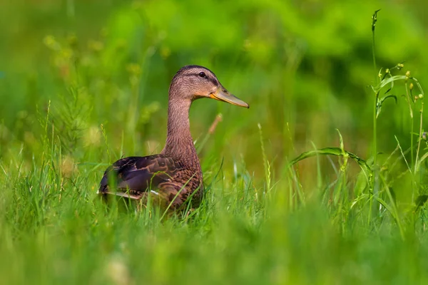 Beautiful Colored Duck Sitting Green Grass — Stock Photo, Image