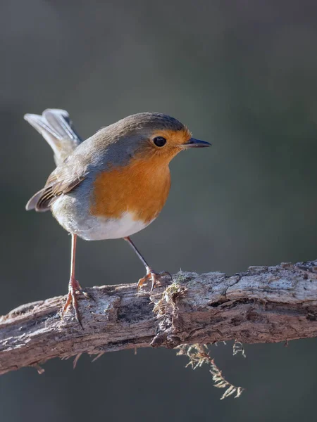 Güzel Bulanık Bir Arka Planda Dalda Küçük Bir Kuş — Stok fotoğraf