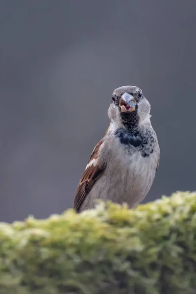 Маленький Птах Красивому Розмитому Фоні — стокове фото