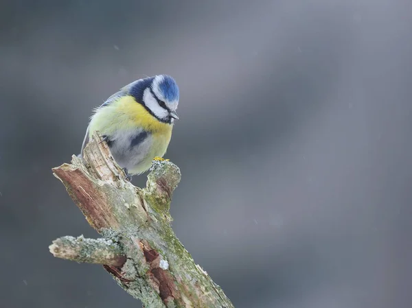 Small Bird Beautiful Blurred Background Blue Tit Branch — Stok fotoğraf