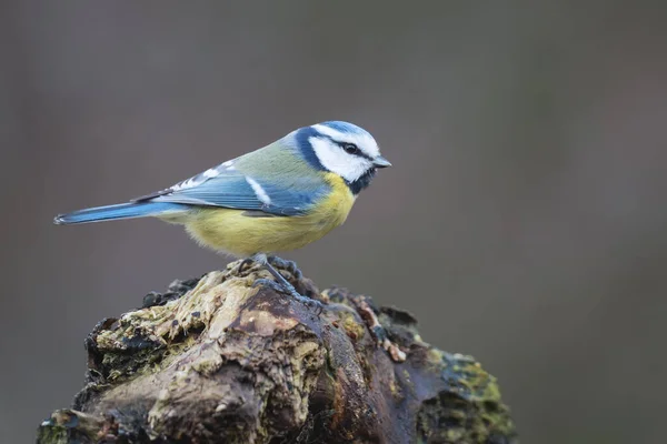 Small Bird Beautiful Blurred Background Blue Tit Branch — Stok fotoğraf