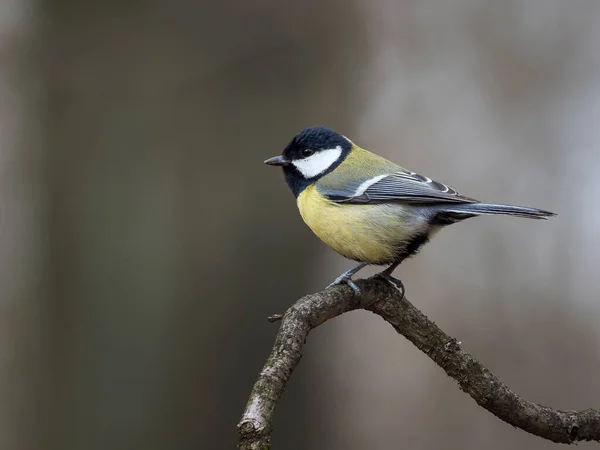 Small Bird Beautiful Blurred Background Tit Branch — Stok fotoğraf