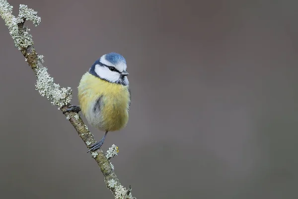 Small Bird Beautiful Blurred Background Blue Tit Branch – stockfoto