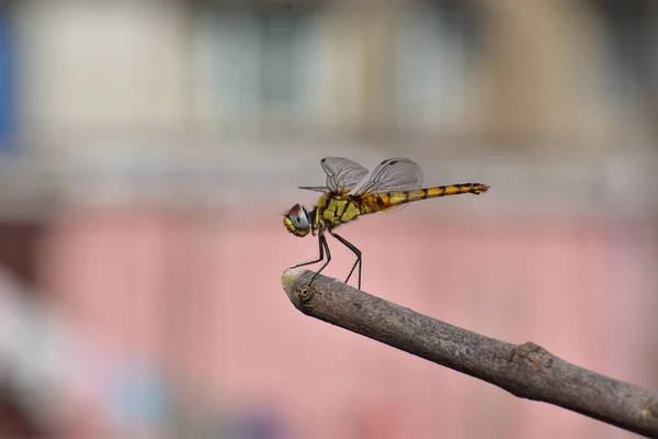Dragon Fly Sitting Brunch — стоковое фото