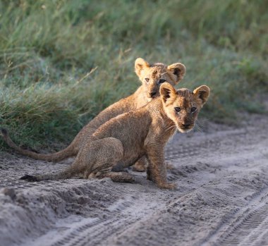 Sabahın erken saatlerinde Chobe Ulusal Parkı 'nda genç aslanlar