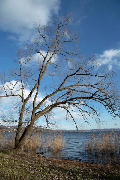 Träd Vid Sjön — Stockfoto