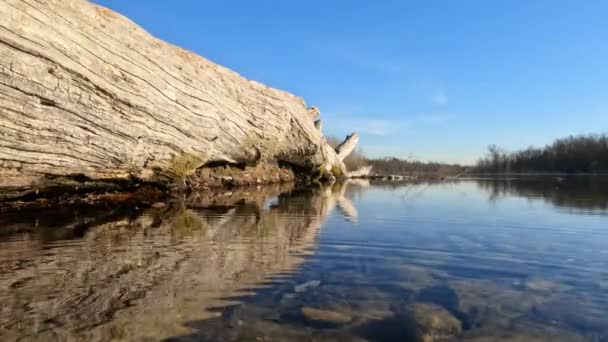 Tronc Tombé Dans Rivière — Video