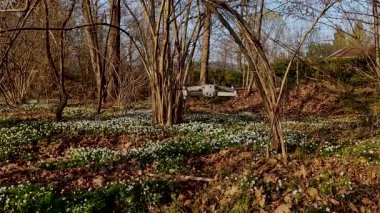 drone overing on a carpet of flowers