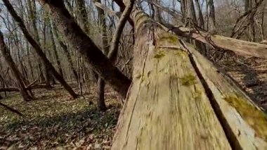sincap ağaç gövdesi boyunca koşar.
