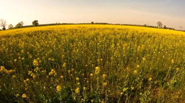 Sarı çiçekli tarla