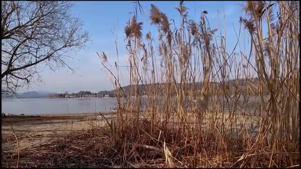 Тростник Озере — стоковое видео