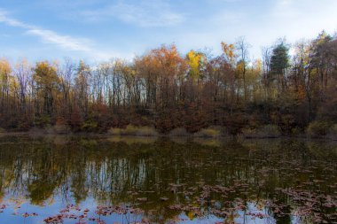Sonbahar ormanı sabahları