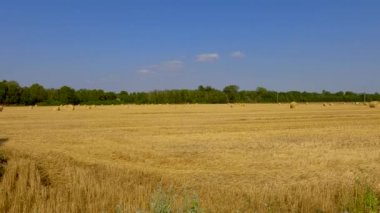 Yazın buğday tarlası