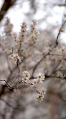 Çiçekli bir badem ağacının dalları bulutlu bir gökyüzüne karşı, yapraksız ağaç dalları, dikey video.