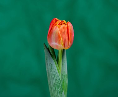 Yeşil arka planda laleler, çiçekler