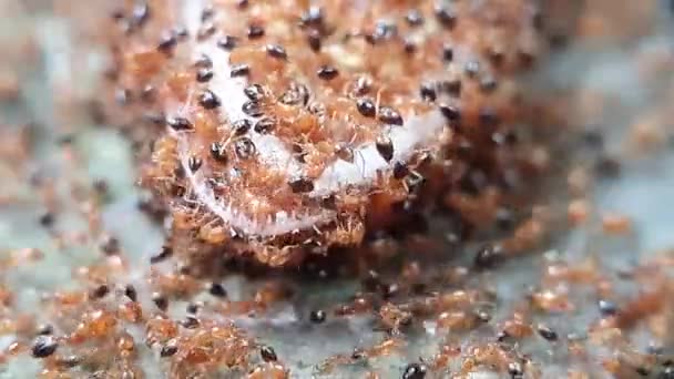 布朗蚂蚁大军的镜头正在吃蜥蜴的尸体 夏天的时候关门了 — 图库视频影像