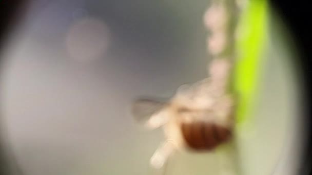 Θολούρα Αργή Κίνηση Ιπτάμενη Μέλισσα Γύρη Που Συλλέγει Νέκταρ Από — Αρχείο Βίντεο