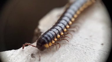 Kırkayak hayvanlarının yavaş yürüme görüntüleri. Görüntü hayvanı