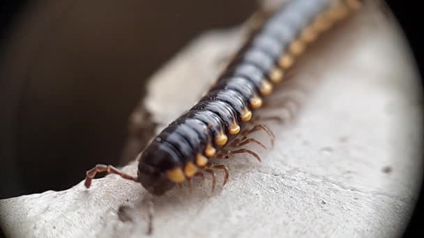 Filmagem Animais Milipede Andando Lentamente Filmagem Animal — Vídeo de Stock