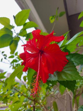 Kırmızı çiçek. Adı Bunga sepatu ya da Hibiscus rosa sinensis ya da Red Hibiscus çiçekleri ya da Çin amblemi ya da Çin gülü ya da Hawai amfibisi veya Mallow veya ayakkabı boyası.