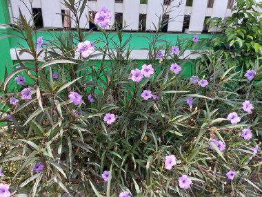 Ruellia Simplex 'i, Meksika petunyasını, Meksika BlueBell' i ya da Britton 'ın vahşi petunyasını kapattım. Acanthaceae familyasından bir bitki türü. Arka planı bulanık. Boşluğu kopyala