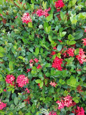Ixora chinensis veya Çin ixora veya Orman sardunyası veya Ixoroideae. Sarı ve kırmızı çiçekler var. Seçici odak