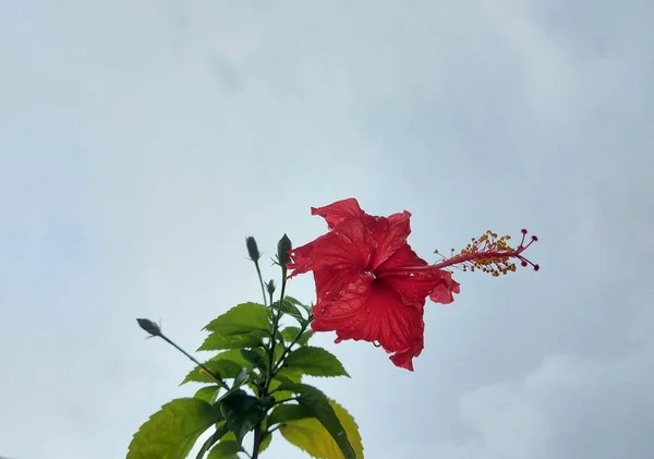 Vörös Virág Név Bunga Sepatu Vagy Hibiscus Rosa Sinensis Vagy — Stock Fotó