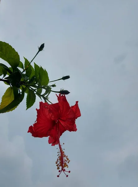 Flor Roja Nombre Bunga Sepatu Hibiscus Rosa Sinensis Flores Hibisco —  Fotos de Stock