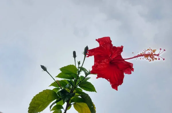 Κόκκινο Λουλούδι Όνομα Είναι Bunga Sepatu Hibiscus Rosa Sinensis Κόκκινα — Φωτογραφία Αρχείου