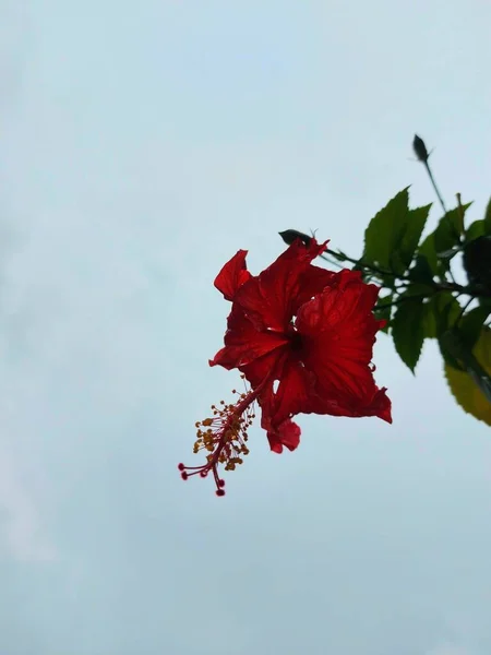 Красный Цветок Название Bunga Sepatu Hibiscus Rosa Sinensis Красный Гибискус — стоковое фото