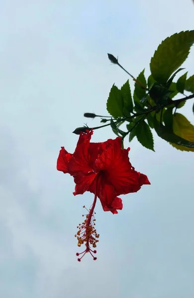 Fiore Rosso Nome Bunga Sepatu Hibiscus Rosa Sinensis Fiori Ibisco — Foto Stock