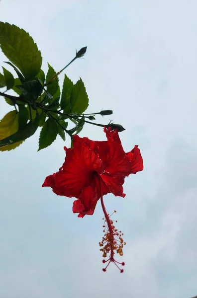 Czerwony Kwiat Nazwa Bunga Sepatu Lub Hibiscus Rosa Sinensis Lub — Zdjęcie stockowe