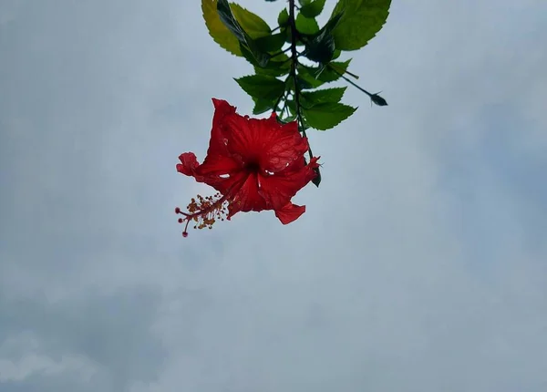 红花其名称为Bunga Sepatu或Hibiscus Rosa Sinensis或Red Hibiscus Flowers或Chinese Hibiscus或China Rose Orhawaii Ian — 图库照片