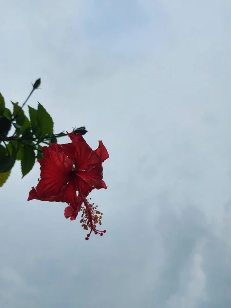 Vörös Virág Név Bunga Sepatu Vagy Hibiscus Rosa Sinensis Vagy — Stock Fotó