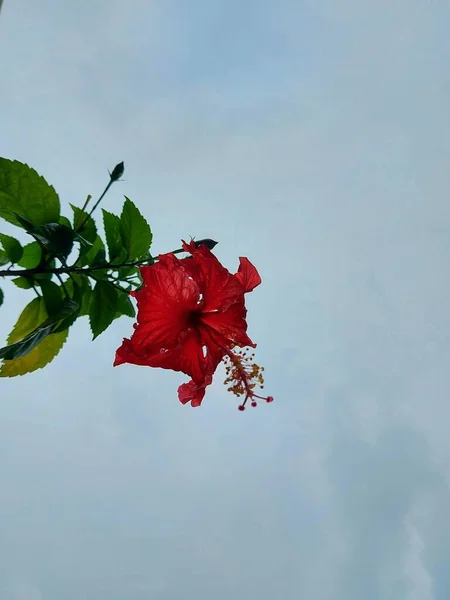 Flor Vermelha Nome Bunga Sepatu Hibiscus Rosa Sinensis Flores Hibiscus — Fotografia de Stock